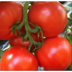 Берберана F1 - томат індетермінантний 500 насінин, Enza Zaden Голландія фото, цiна